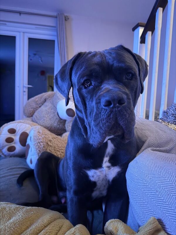 Cane Corso puppies for sale in Hereford, Herefordshire ā 1 year old - Image 5 of 6