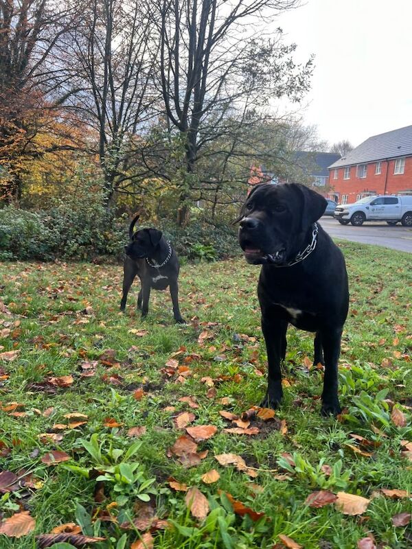 Cane Corso puppies for sale in Kidderminster, Worcestershire – 1 year old