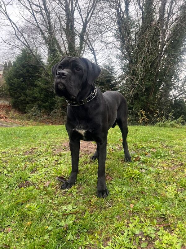 Cane Corso Puppies For Sale
