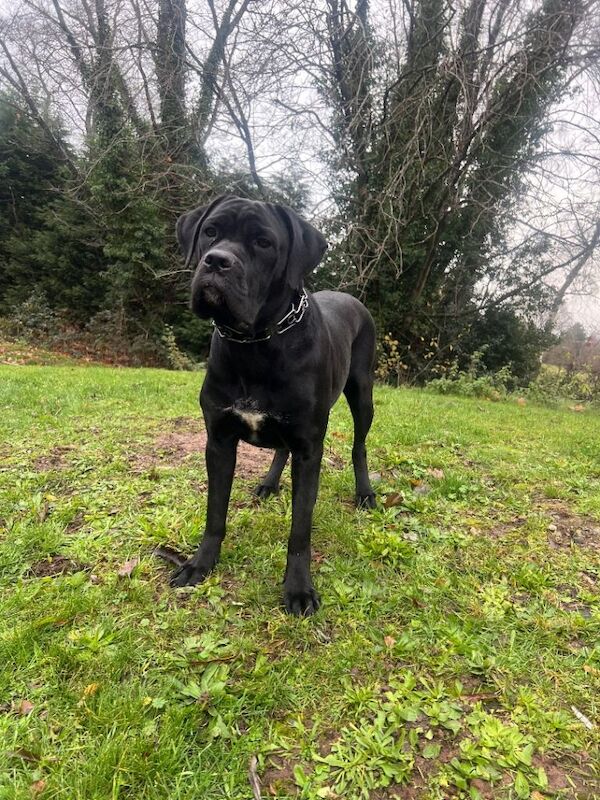 Beautiful cane corso girl - Image 2 of 6