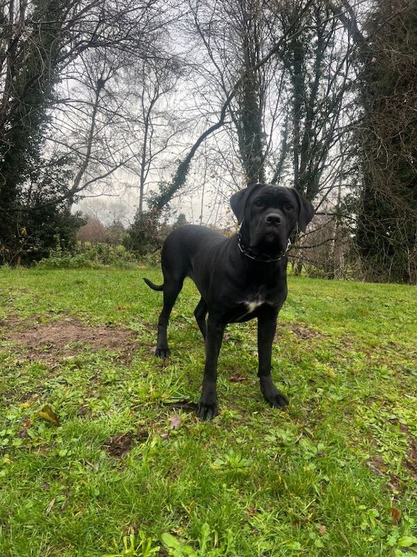Beautiful cane corso girl - Image 3 of 6