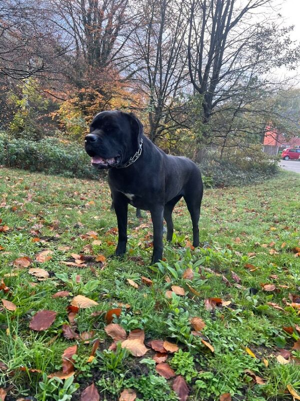 Beautiful cane corso girl - Image 4 of 6