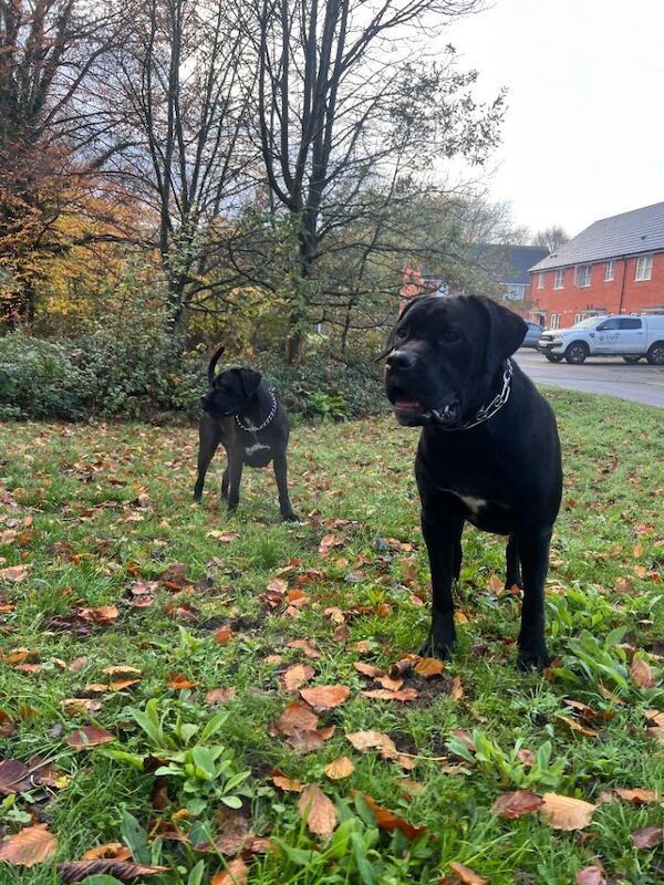 Beautiful cane corso girl - Image 5 of 6