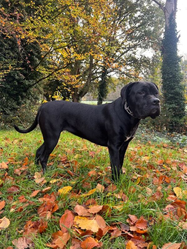 Beautiful cane corso girl - Image 6 of 6