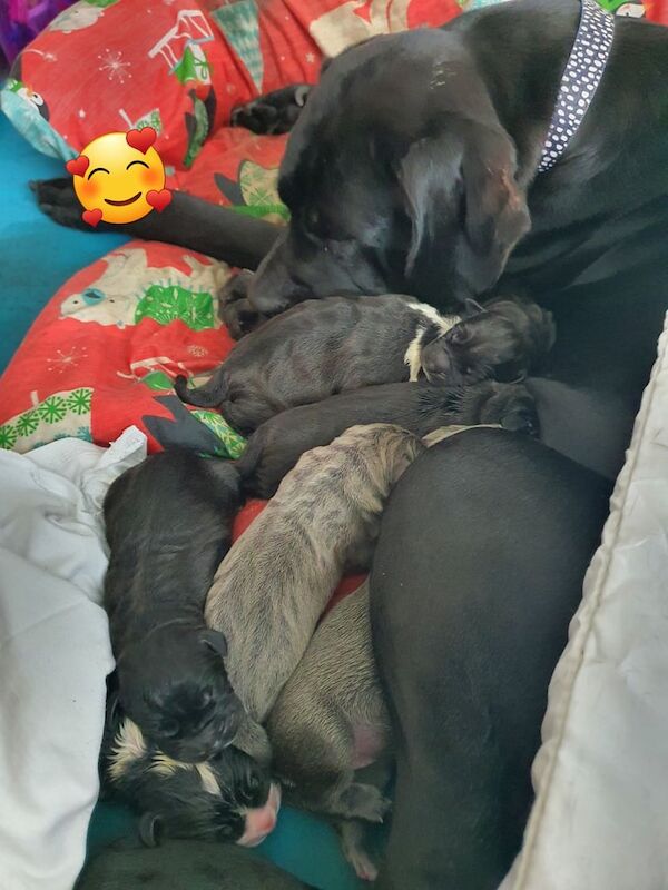 Beautiful cane corso puppies for sale in Kingston upon Hull, East Riding of Yorkshire