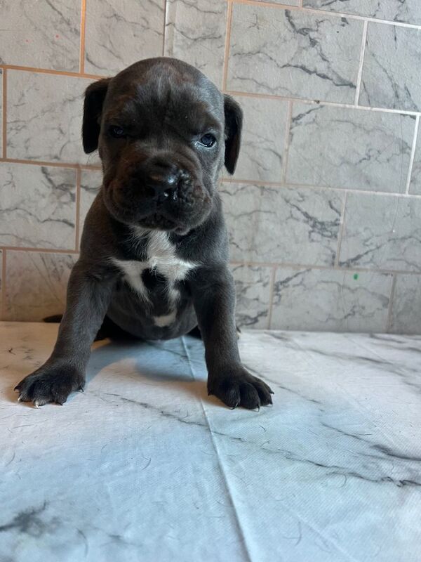 Cane Corso puppies for sale in Easington Lane, Tyne And Wear – 4 weeks old