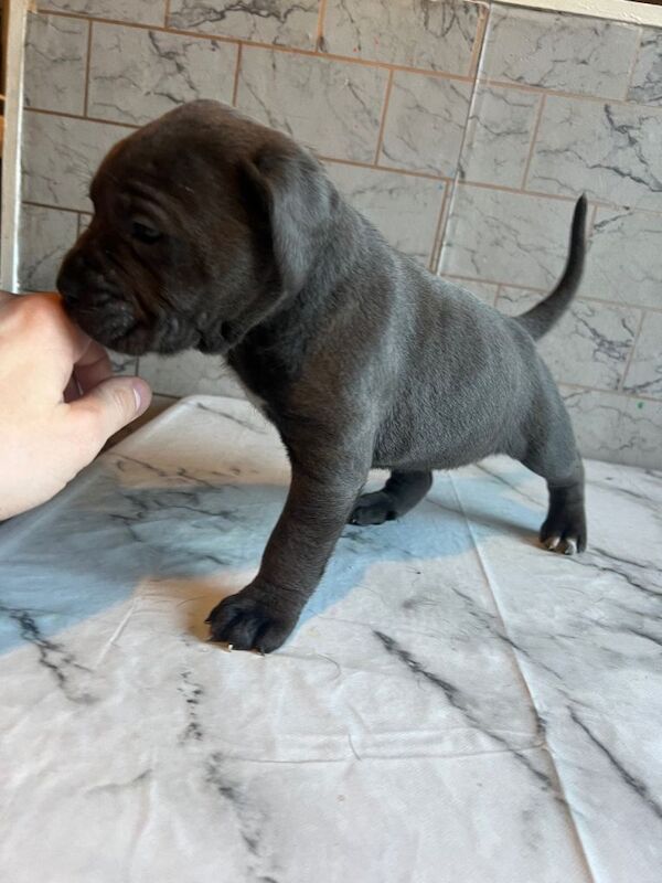 Cane Corso puppies for sale in Easington Lane, Tyne And Wear – 4 weeks old - Image 3 of 3