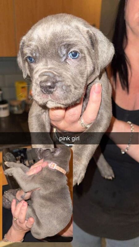 Beautiful cane corso puppies - Image 2 of 6