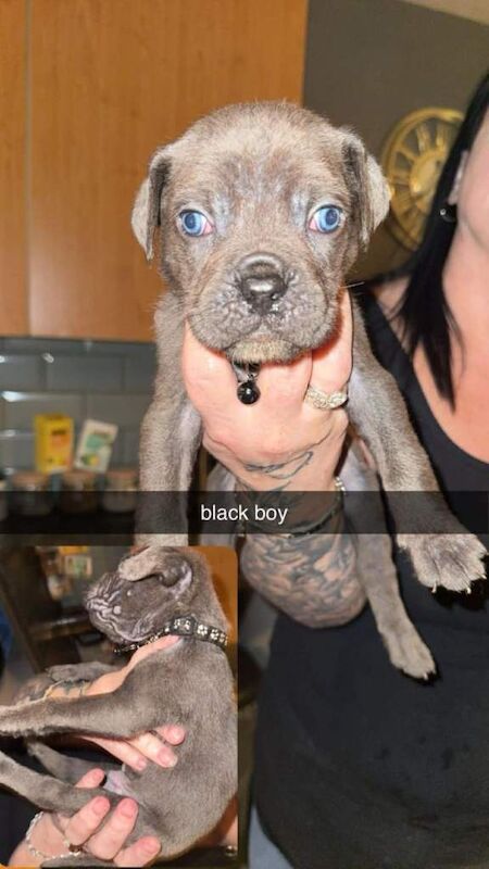 Beautiful cane corso puppies - Image 3 of 6