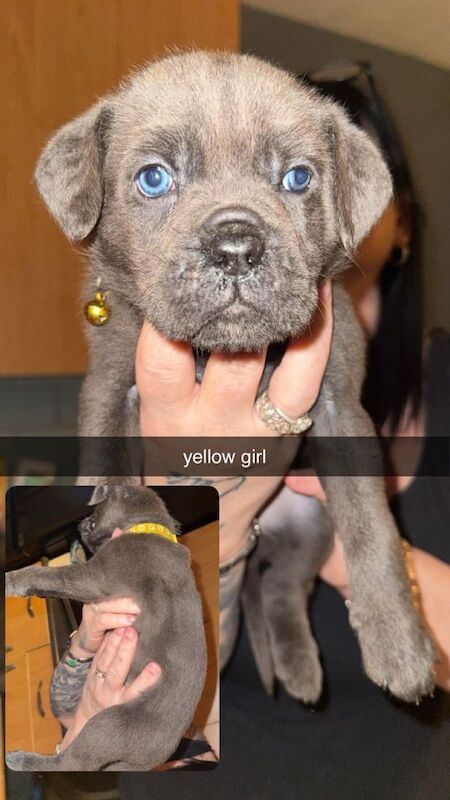 Beautiful cane corso puppies - Image 4 of 6