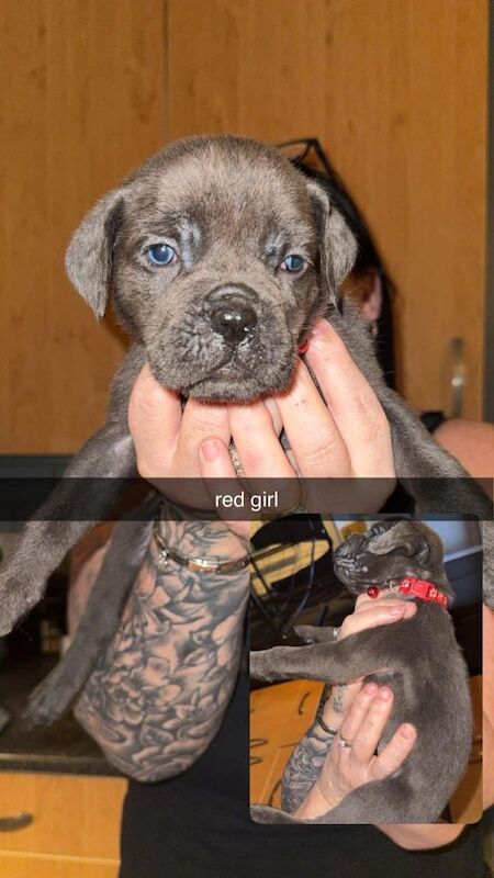 Beautiful cane corso puppies - Image 5 of 6