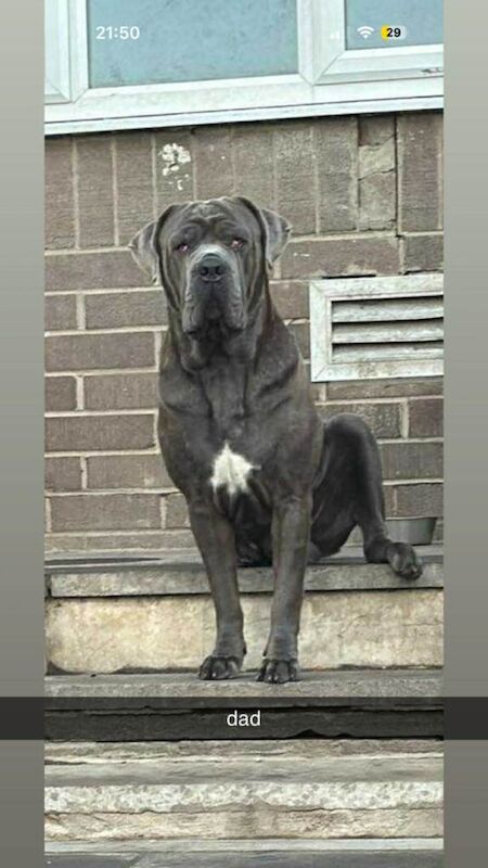 Beautiful cane corso puppies - Image 6 of 6