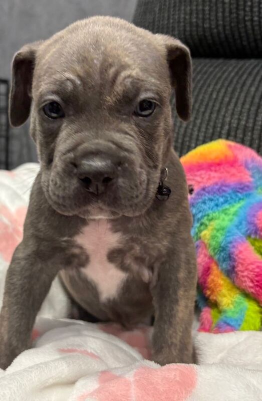 Beautiful cane corso puppies
