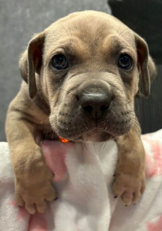 Beautiful cane corso puppies - Image 2 of 5