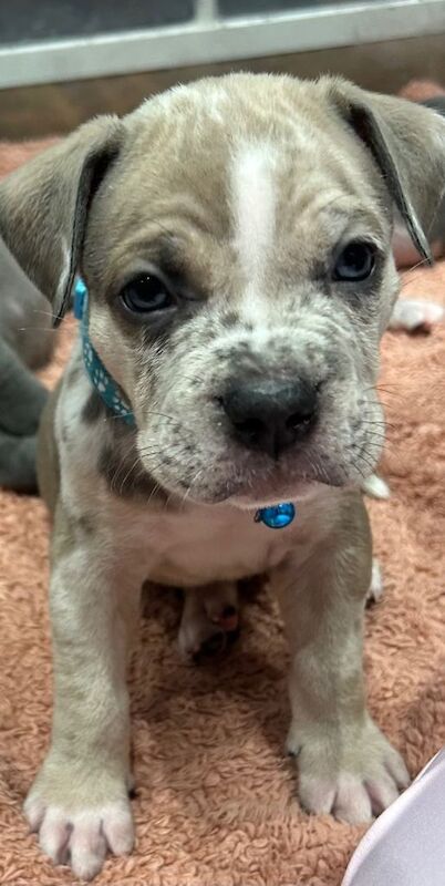 Beautiful cane corso puppies - Image 3 of 5