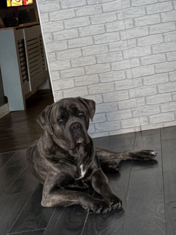 Beautiful cane corso puppies - Image 4 of 5