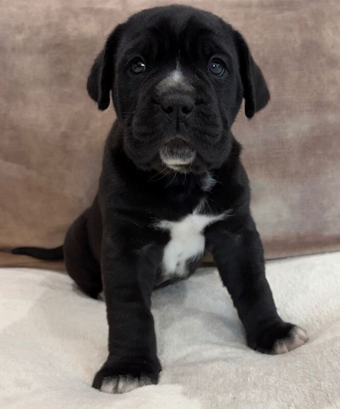 Beautiful cane corso puppies ready to reserve