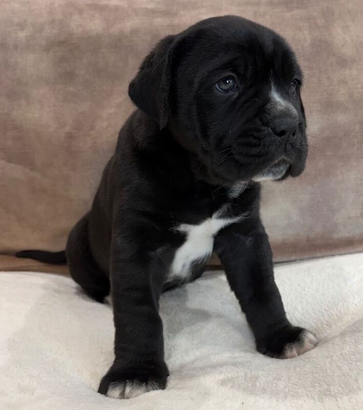 Beautiful cane corso puppies ready to reserve - Image 2 of 5