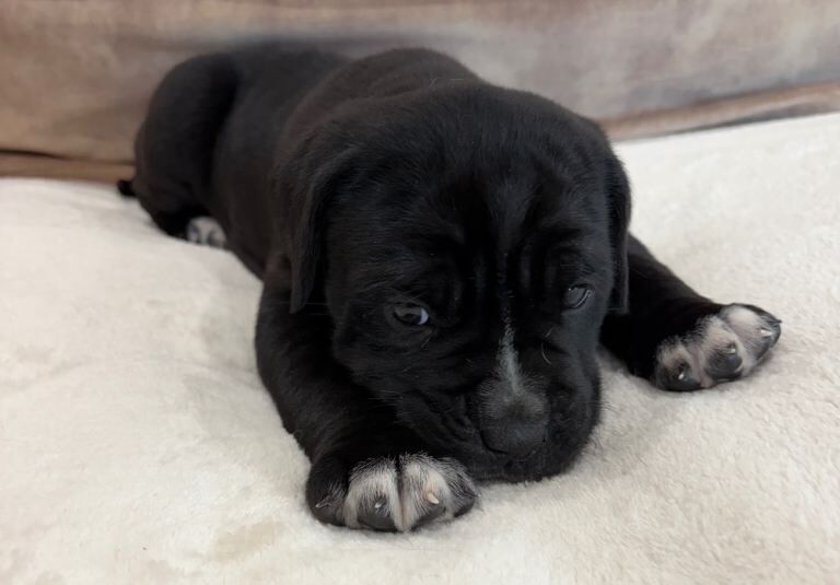 Beautiful cane corso puppies ready to reserve - Image 3 of 5