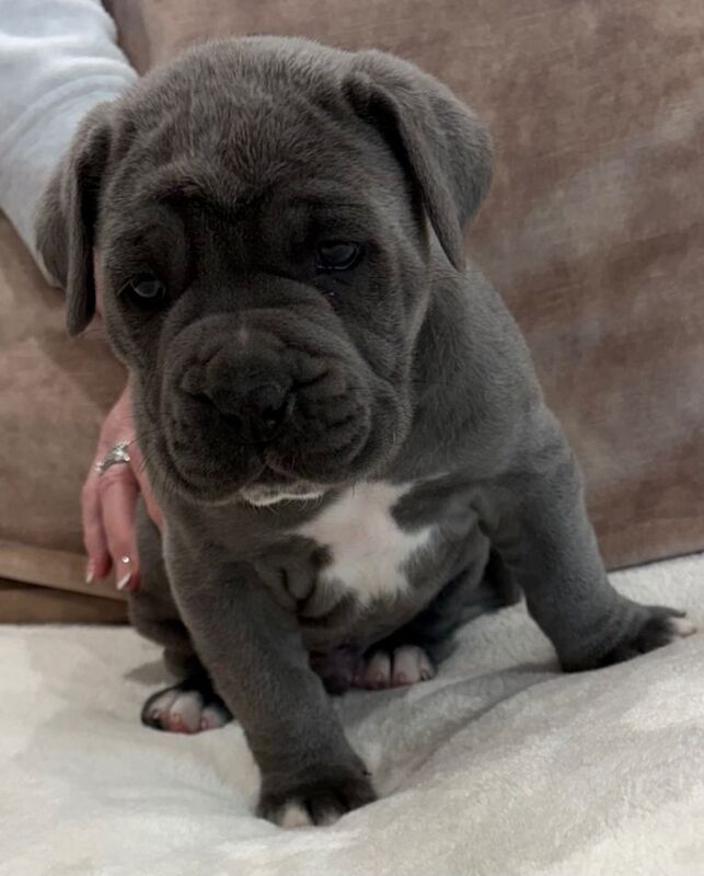 Beautiful cane corso puppies ready to reserve - Image 4 of 5