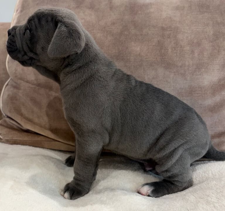Beautiful cane corso puppies ready to reserve - Image 5 of 5