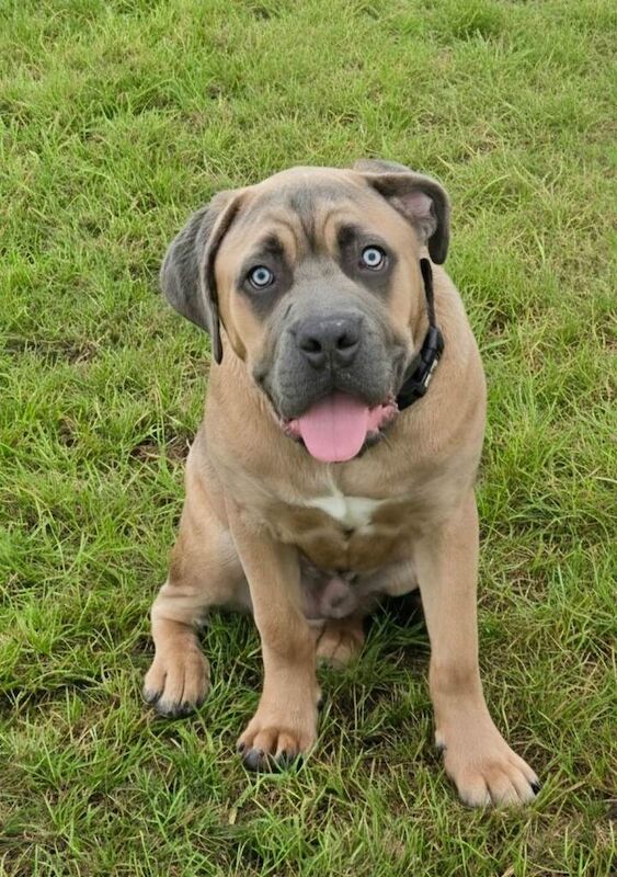 Cane Corso Puppies For Sale Under £1,000