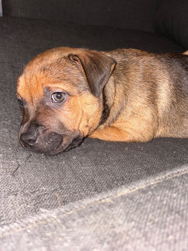Beautiful Cane Corso x Staffy For Sale! for sale in Harborne, West Midlands