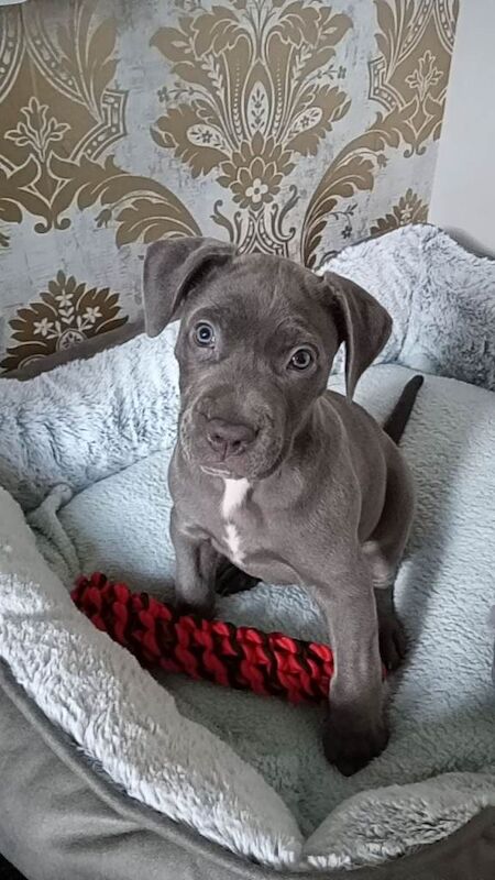 Cane Corso puppies for sale in Cudworth, South Yorkshire – 11 weeks old