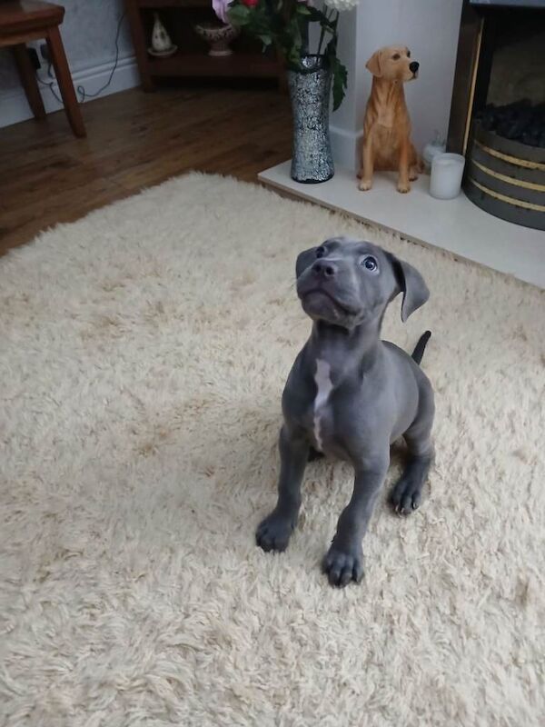 Cane Corso puppies for sale in Cudworth, South Yorkshire – 11 weeks old - Image 2 of 2