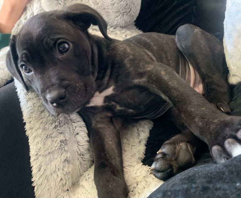 Beautiful Male Cane Corso Puppy - Image 2 of 4