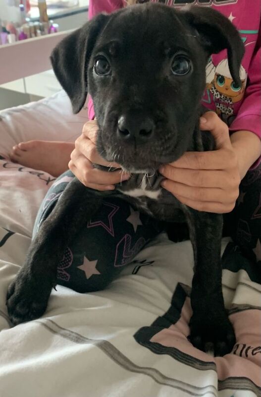 Beautiful Male Cane Corso Puppy - Image 3 of 4