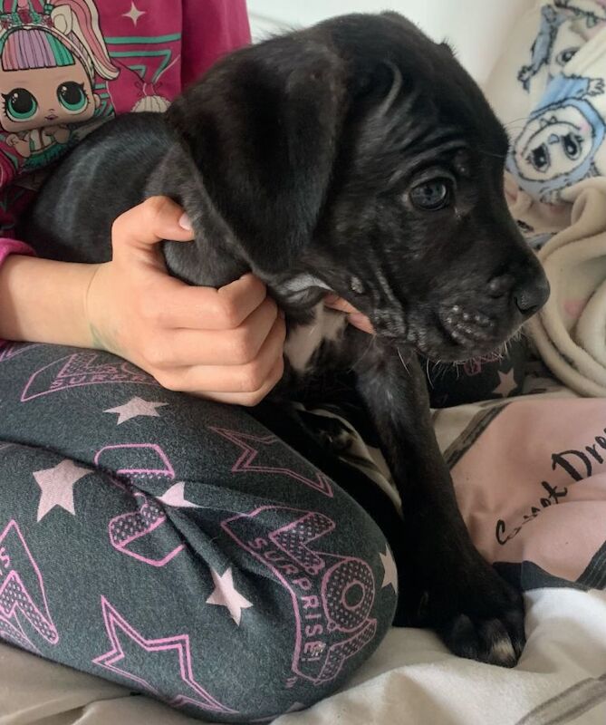 Beautiful Male Cane Corso Puppy - Image 4 of 4