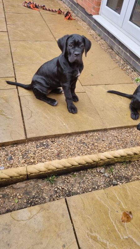 Beautiful puppy's for sale in Coalville, Leicestershire