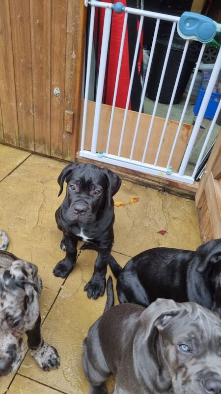 Beautiful puppy's for sale in Coalville, Leicestershire | Image 2