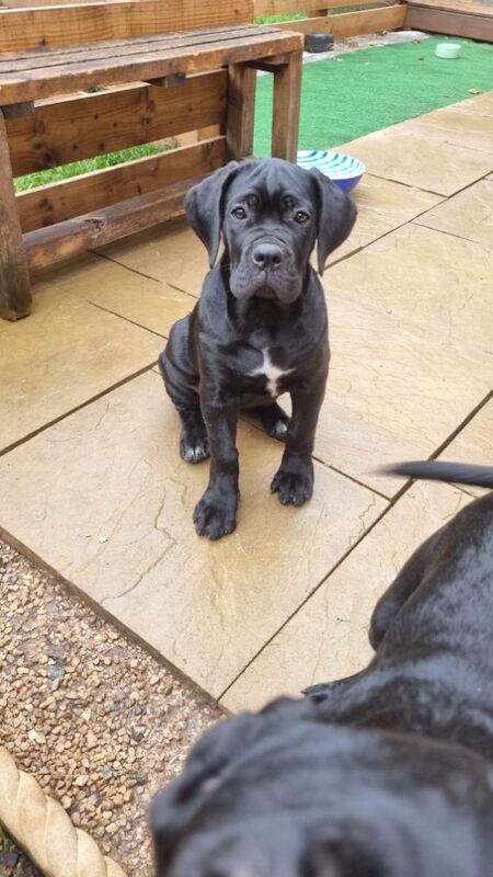 Cane Corso puppies for sale in Coalville, Leicestershire – 1 year old - Image 3 of 4