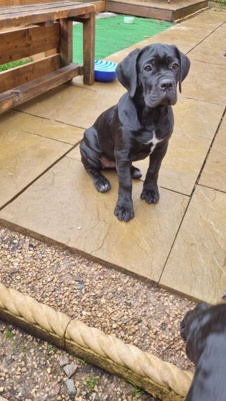 Beautiful puppy's for sale in Coalville, Leicestershire | Image 4