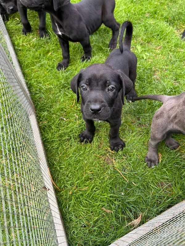 Cane Corso puppies for sale in Ashford, Kent – 9 weeks old