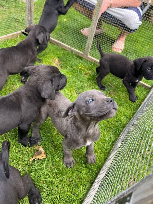 Cane Corso puppies for sale in Ashford, Kent – 9 weeks old - Image 2 of 3