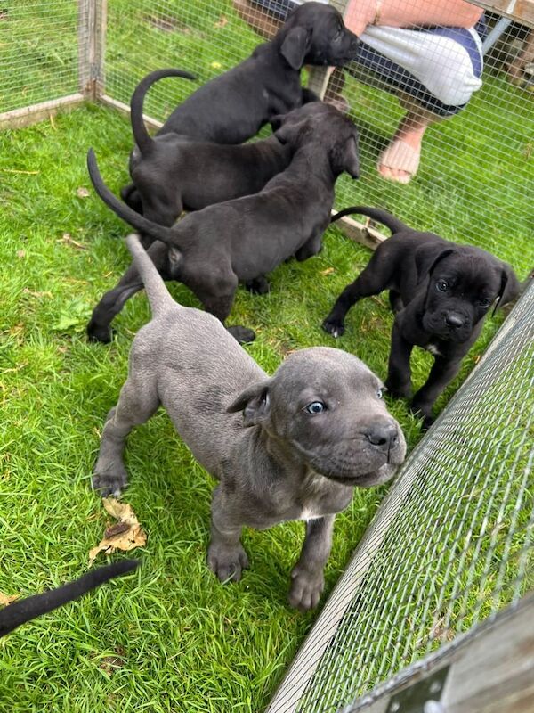 Cane Corso puppies for sale in Ashford, Kent – 9 weeks old - Image 3 of 3