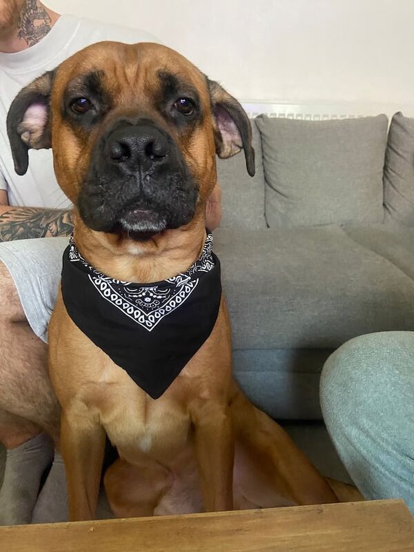 Cane Corso puppies for sale in Derby, Derbyshire – 2 years old