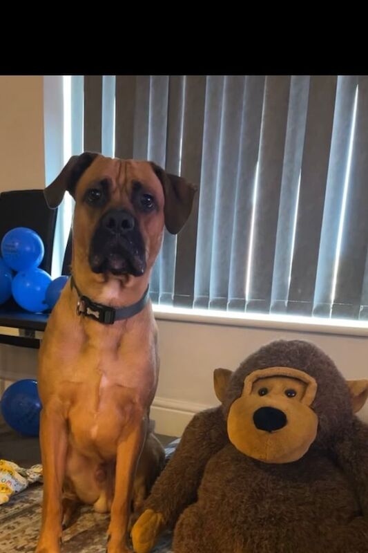 Cane Corso puppies for sale in Derby, Derbyshire – 2 years old - Image 2 of 4