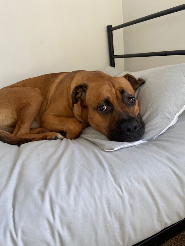 Cane Corso puppies for sale in Derby, Derbyshire – 2 years old - Image 3 of 4