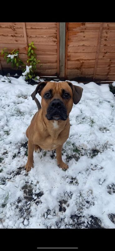 Cane Corso puppies for sale in Derby, Derbyshire – 2 years old - Image 4 of 4