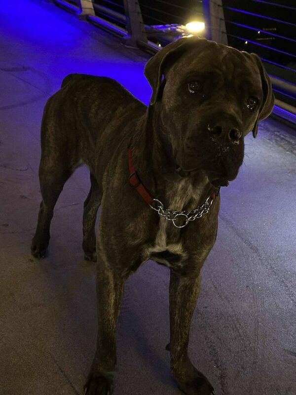 Cane Corso puppies for sale in Stockton-on-Tees, Durham – 2 years old
