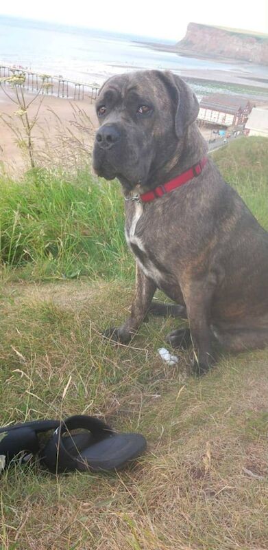 Cane Corso puppies for sale in Stockton-on-Tees, Durham – 2 years old - Image 2 of 6