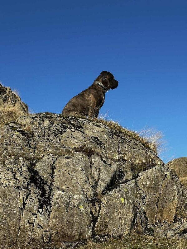 Cane Corso puppies for sale in Stockton-on-Tees, Durham – 2 years old - Image 3 of 6