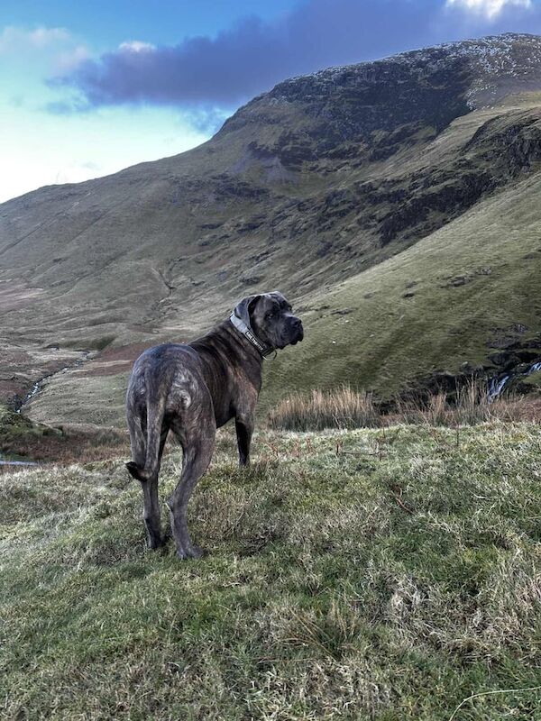 Cane Corso puppies for sale in Stockton-on-Tees, Durham – 2 years old - Image 4 of 6