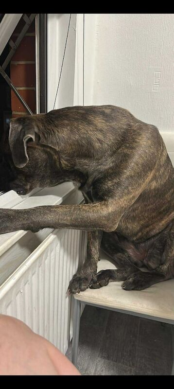 Cane Corso puppies for sale in Stockton-on-Tees, Durham – 2 years old - Image 5 of 6