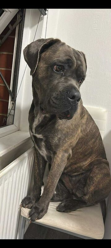 Cane Corso puppies for sale in Stockton-on-Tees, Durham – 2 years old - Image 6 of 6