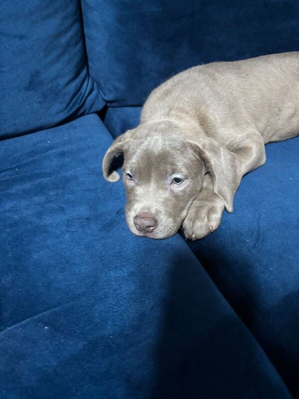 Bella cane corso for sale in Harrow, Greater London